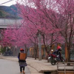 Mù Cang Chải “thay áo mới”: Rực rỡ sắc hoa Tớ Dày gọi mời du khách