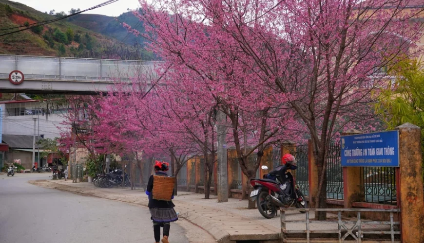 Mù Cang Chải “thay áo mới”: Rực rỡ sắc hoa Tớ Dày gọi mời du khách